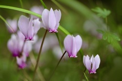 冬の花